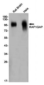RAP1GAP Antibody in Western Blot (WB)
