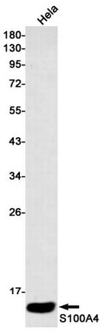 S100A4 Antibody in Western Blot (WB)