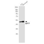 Septin-7 Antibody in Western Blot (WB)