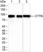 Cortactin Antibody in Western Blot (WB)