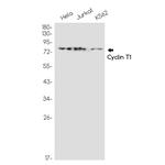 Cyclin T1 Recombinant Rabbit Monoclonal Antibody (K01_1Q05)