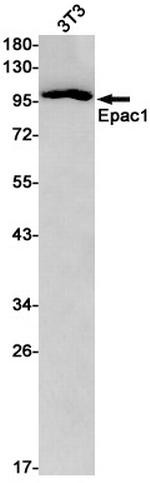 RAPGEF3 Antibody in Western Blot (WB)