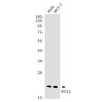 NCE2 Antibody in Western Blot (WB)