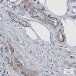 PrP Recombinant Rabbit Monoclonal Antibody (K01_1X09)