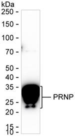PrP Antibody in Western Blot (WB)