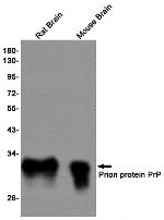 PrP Antibody in Western Blot (WB)