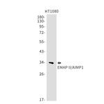 EMAP II Recombinant Rabbit Monoclonal Antibody (K01_1Q76)