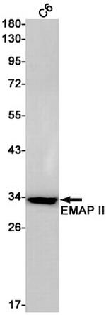 EMAP II Antibody in Western Blot (WB)