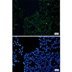 FAM98B Recombinant Rabbit Monoclonal Antibody (K01_1R05)