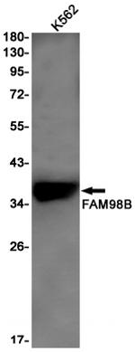 FAM98B Antibody in Western Blot (WB)