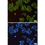 Cullin 1 Recombinant Rabbit Monoclonal Antibody (K01_1P91)