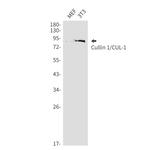 Cullin 1 Antibody in Western Blot (WB)