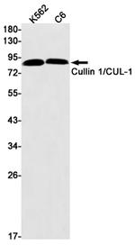 Cullin 1 Antibody in Western Blot (WB)