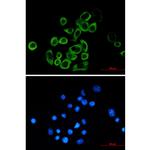 EIF2A Recombinant Rabbit Monoclonal Antibody (K01_1Q66)