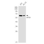 EIF2A Antibody in Western Blot (WB)