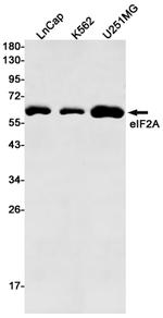EIF2A Antibody in Western Blot (WB)