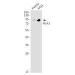 MLK3 Recombinant Rabbit Monoclonal Antibody (K01_1T96)