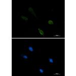 IRF1 Recombinant Rabbit Monoclonal Antibody (K01_1T05)