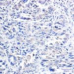 IRF1 Antibody in Immunohistochemistry (Paraffin) (IHC (P))