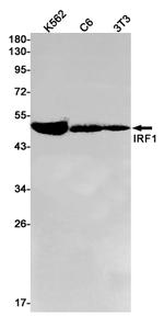 IRF1 Antibody in Western Blot (WB)