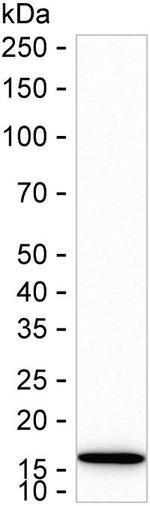 CDA Antibody in Western Blot (WB)