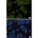 MST4 Antibody in Immunocytochemistry (ICC/IF)