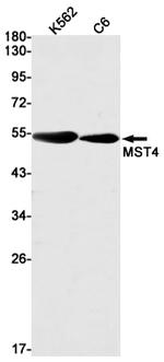 MST4 Antibody in Western Blot (WB)