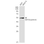 NONO Recombinant Rabbit Monoclonal Antibody (K01_1U82)