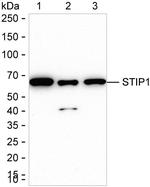 STIP1 Antibody in Western Blot (WB)