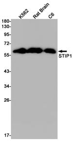 STIP1 Antibody in Western Blot (WB)