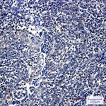 Fumarase Antibody in Immunohistochemistry (Paraffin) (IHC (P))
