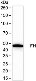 Fumarase Antibody in Western Blot (WB)