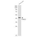 PSMC5 Antibody in Western Blot (WB)