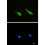 RAN Recombinant Rabbit Monoclonal Antibody (K01_1X57)
