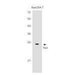 RAN Antibody in Western Blot (WB)