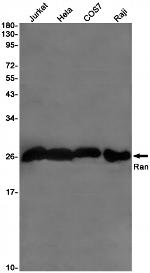 RAN Antibody in Western Blot (WB)