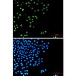 Cyclin A2 Antibody in Immunocytochemistry (ICC/IF)