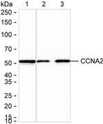 Cyclin A2 Antibody in Western Blot (WB)