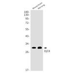 DNAJC8 Antibody in Western Blot (WB)