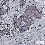 RACK1 Recombinant Rabbit Monoclonal Antibody (K01_1X49)