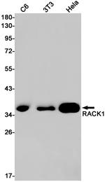 RACK1 Antibody in Western Blot (WB)