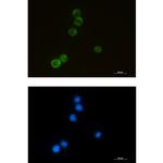 ELMO1 Recombinant Rabbit Monoclonal Antibody (K01_1Q75)