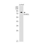 ELMO1 Antibody in Western Blot (WB)