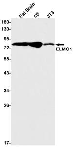 ELMO1 Antibody in Western Blot (WB)