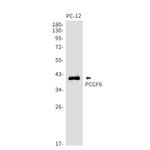 PCGF6 Recombinant Rabbit Monoclonal Antibody (K01_1W42)