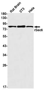 EXOC3 Antibody in Western Blot (WB)