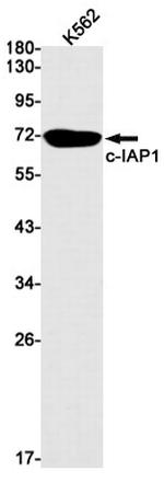 cIAP1 Antibody in Western Blot (WB)