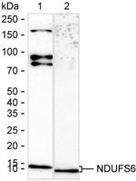 NDUFS6 Antibody in Western Blot (WB)