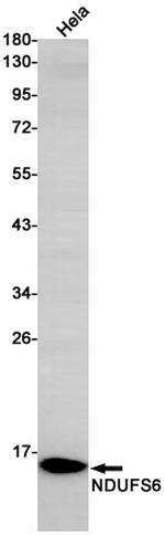 NDUFS6 Antibody in Western Blot (WB)