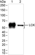 LCK Antibody in Western Blot (WB)